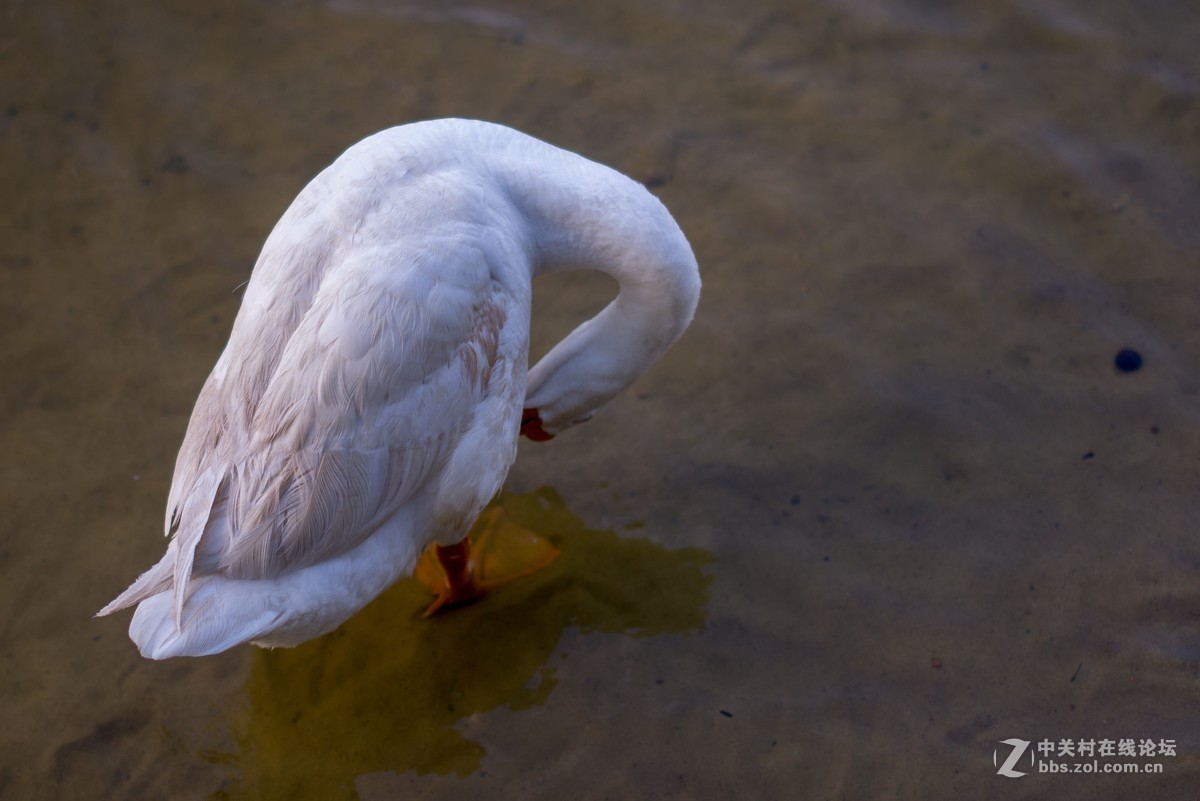 收了个老适马1代50 1.4非ART,大眼睛，全开很肉，其他还好，二手性价比高。