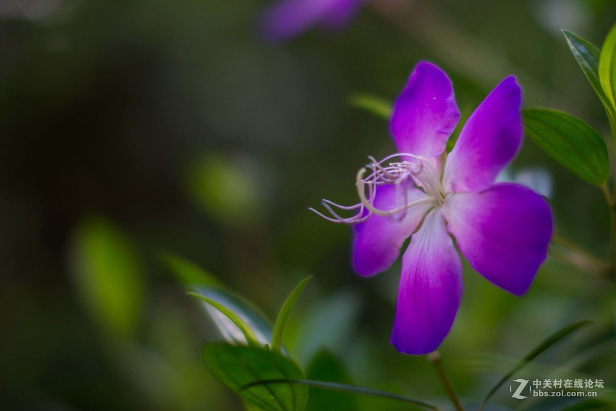 收了个老适马1代50 1.4非ART,大眼睛，全开很肉，其他还好，二手性价比高。