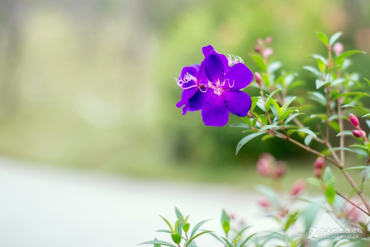 收了个老适马1代50 1.4非ART,大眼睛，全开很肉，其他还好，二手性价比高。