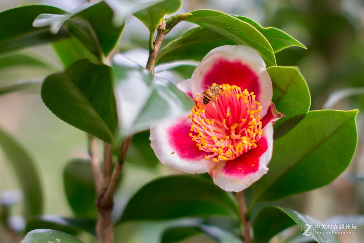 收了个老适马1代50 1.4非ART,大眼睛，全开很肉，其他还好，二手性价比高。