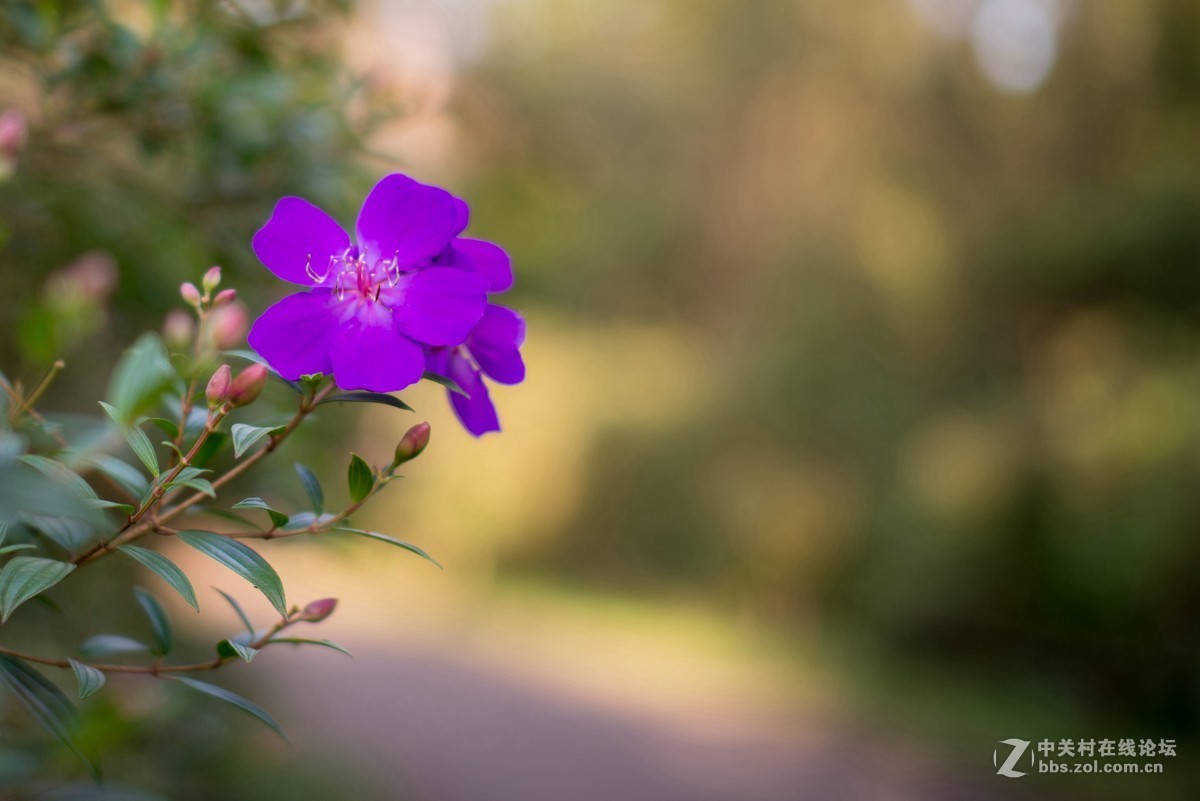 收了个老适马1代50 1.4非ART,大眼睛，全开很肉，其他还好，二手性价比高。