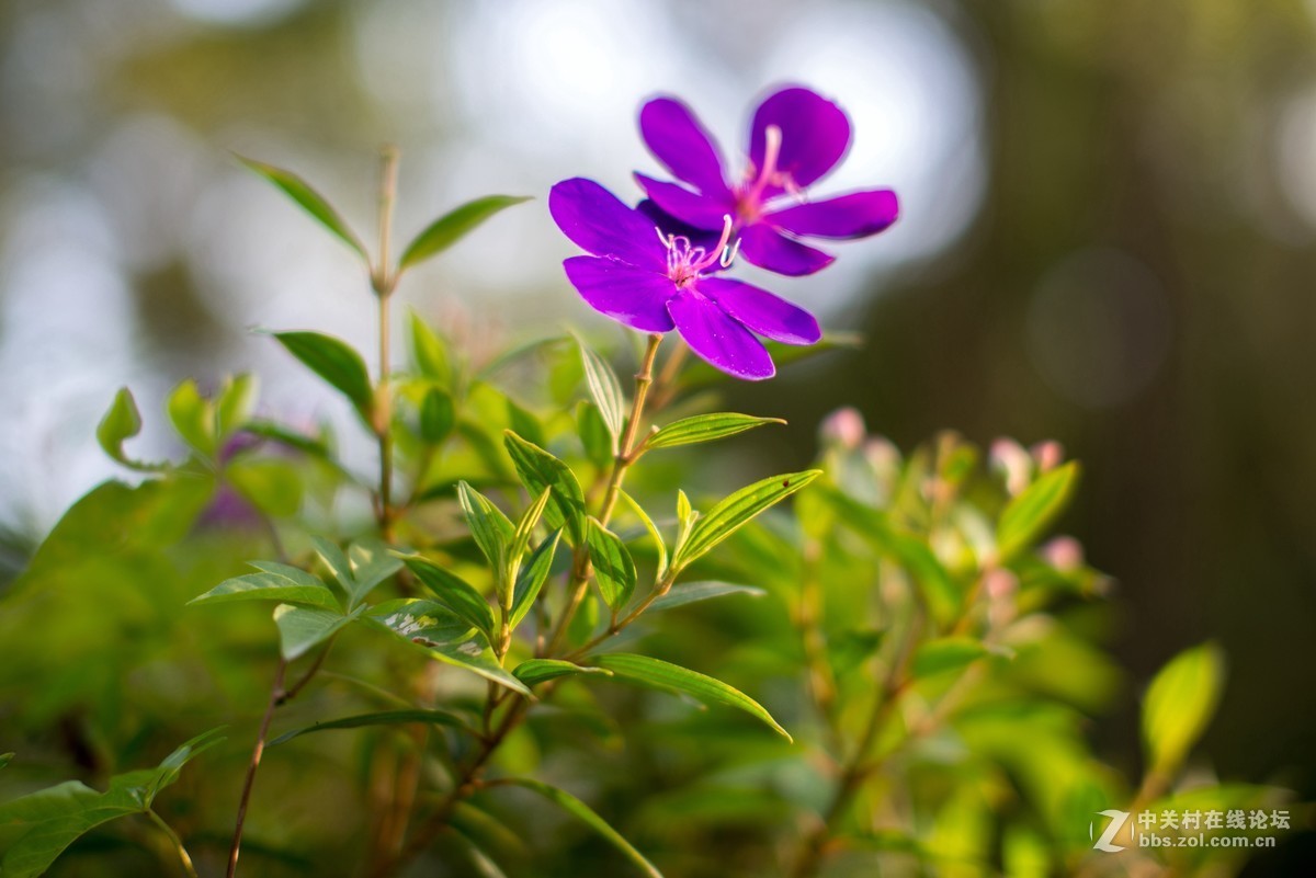 收了个老适马1代50 1.4非ART,大眼睛，全开很肉，其他还好，二手性价比高。