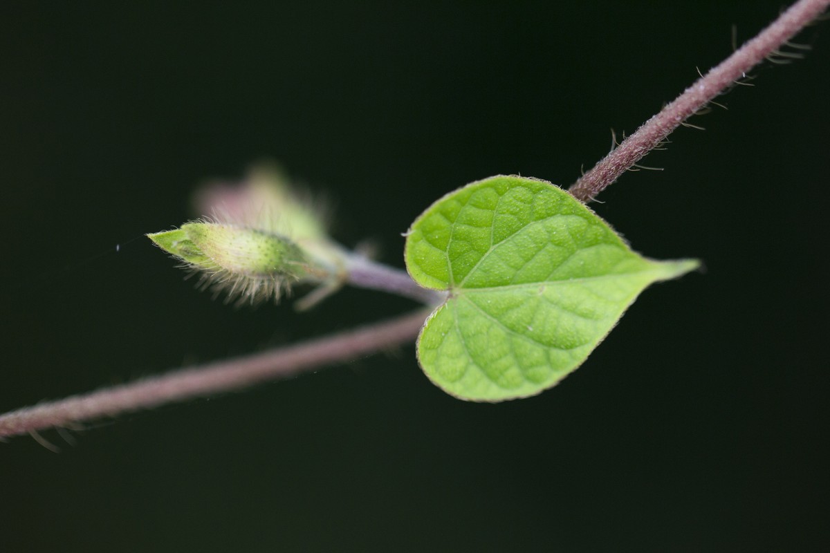 牵牛花（二）