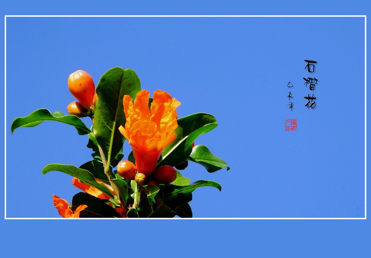 红红火火多子多福的石榴花