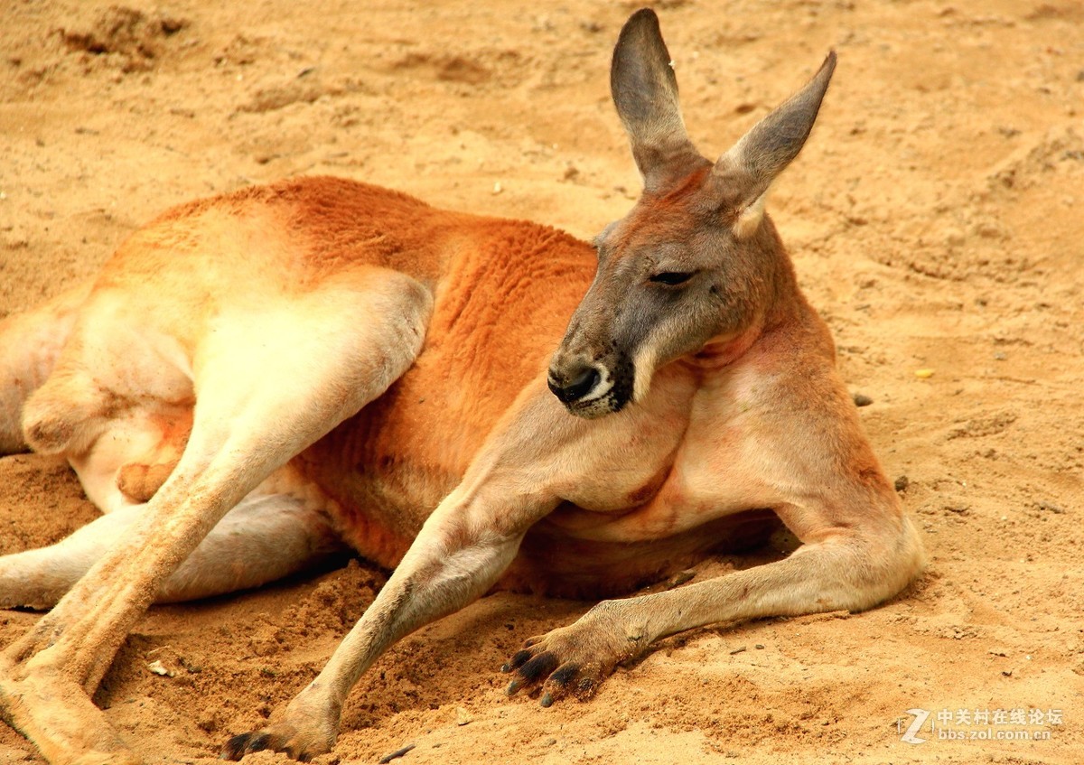 端午上海动物园打小动物们