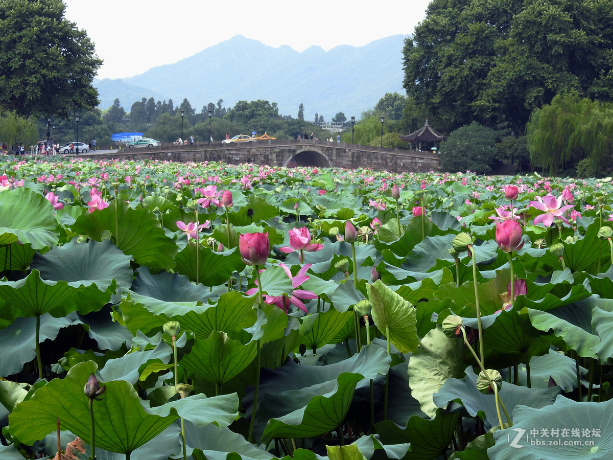 杭州断桥附近的荷花真多最美