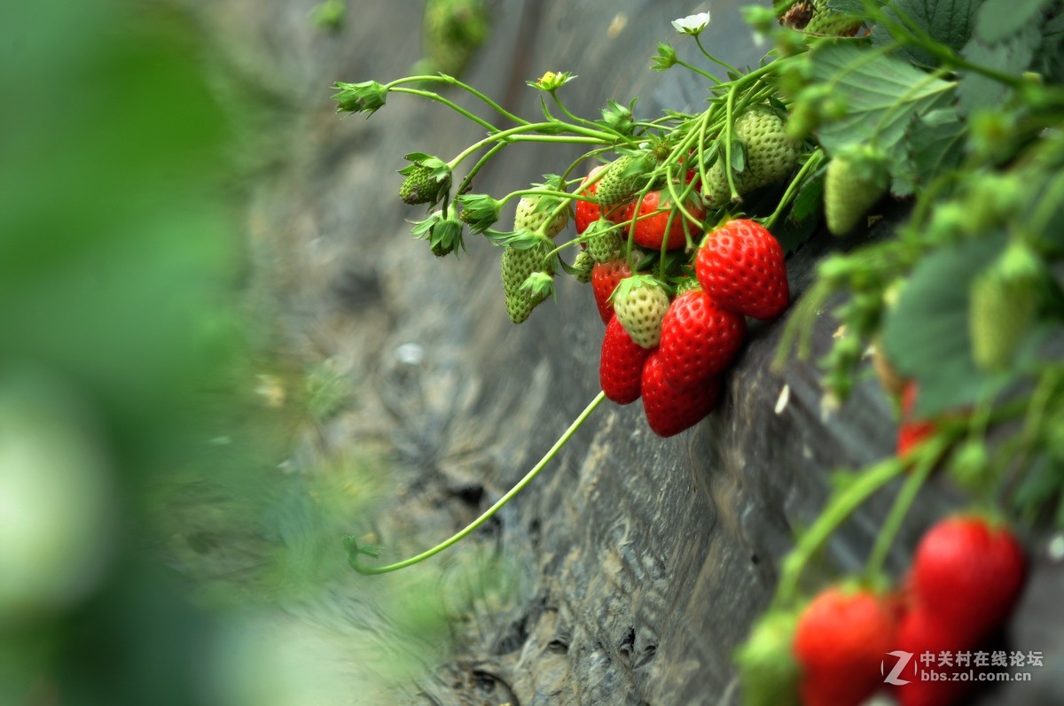 公司园子里的一组随拍
