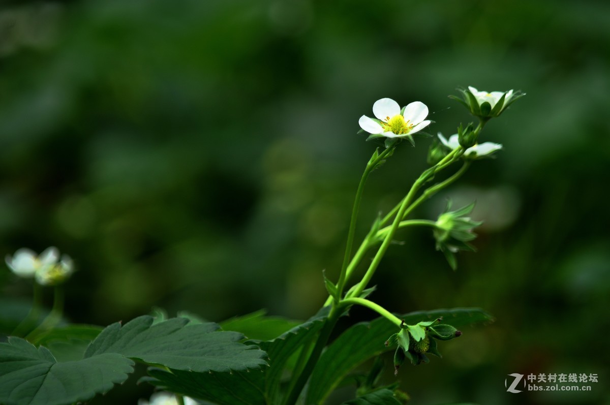 公司园子里的一组随拍
