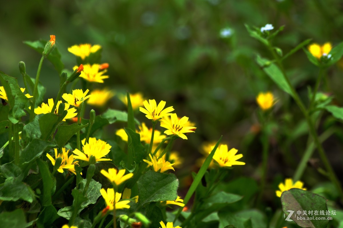 公司园子里的一组随拍