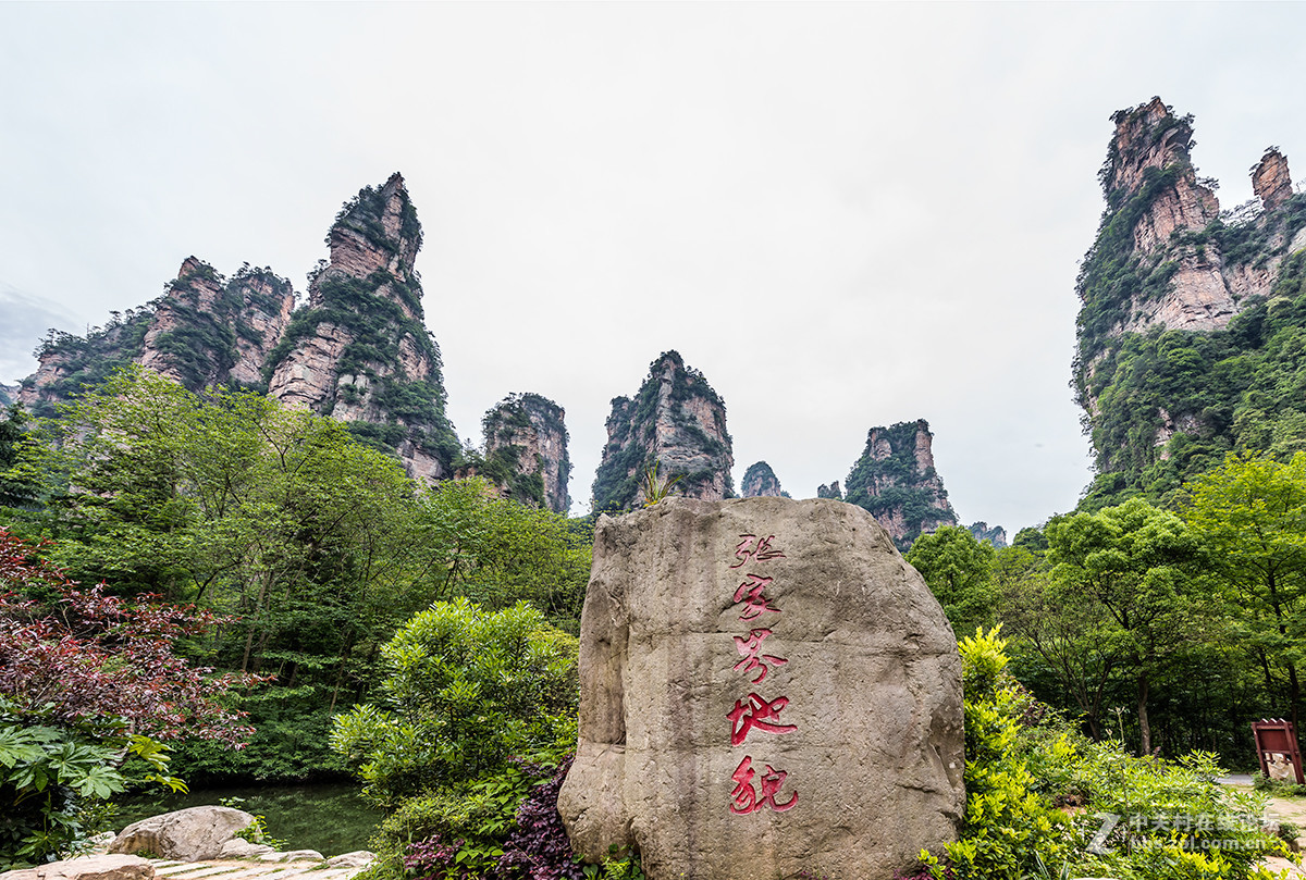 張家界金鞭溪景點介紹( 張家界金鞭溪景點介紹作文 )