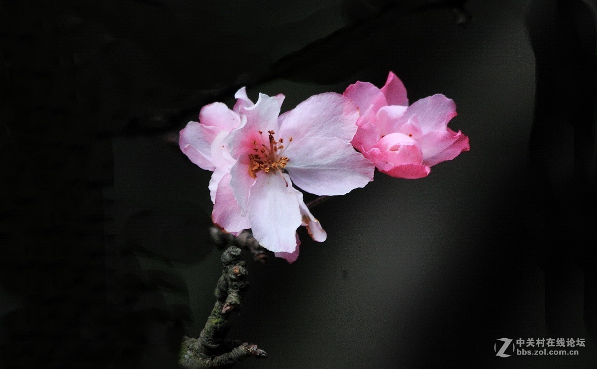 初冬的海棠花