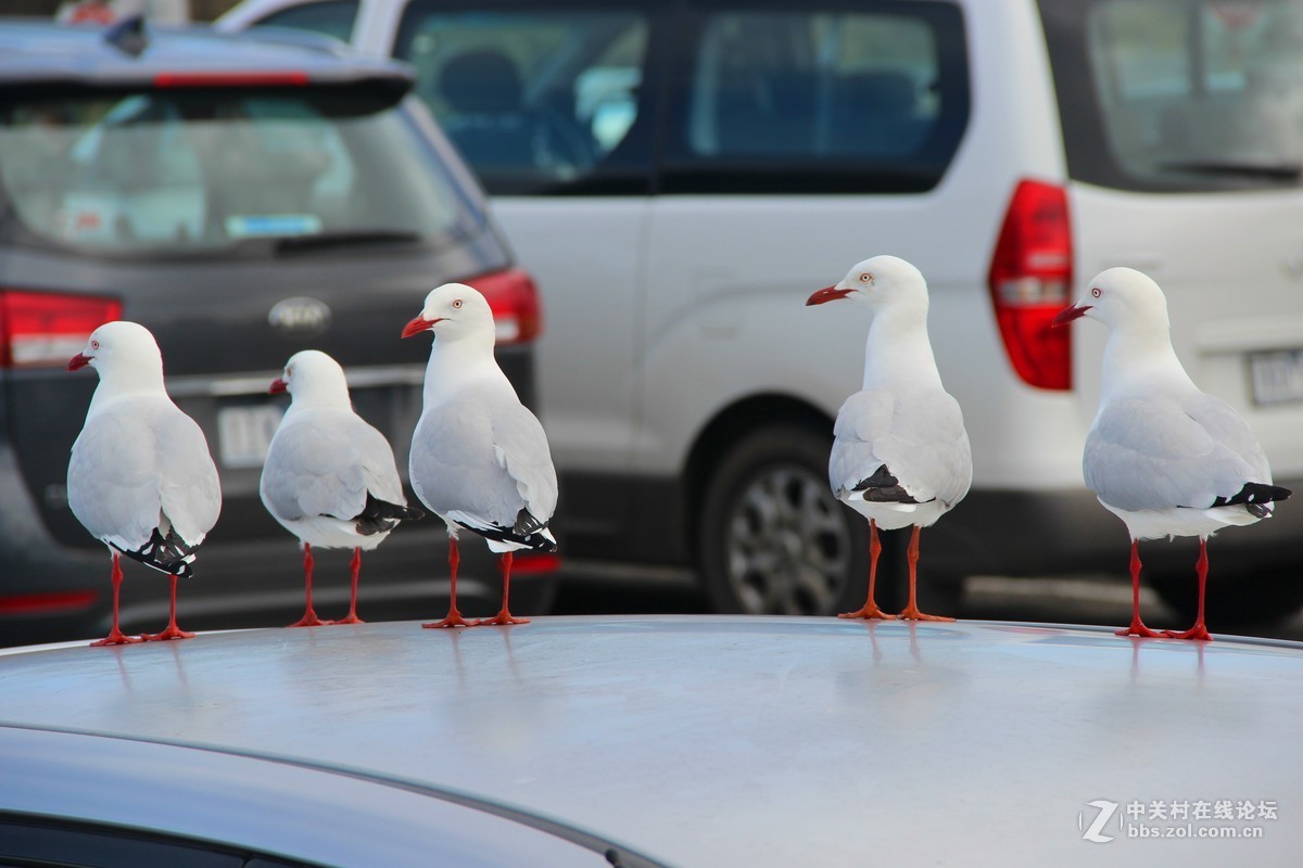 #佳能EOS M6-定格光影# +感受澳洲阳光海浪