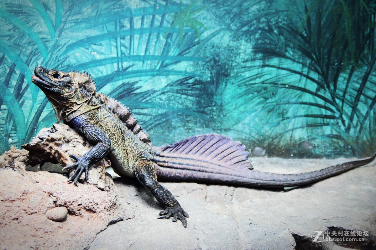 #佳能EOS M6-定格光影# +感受澳洲阳光海浪