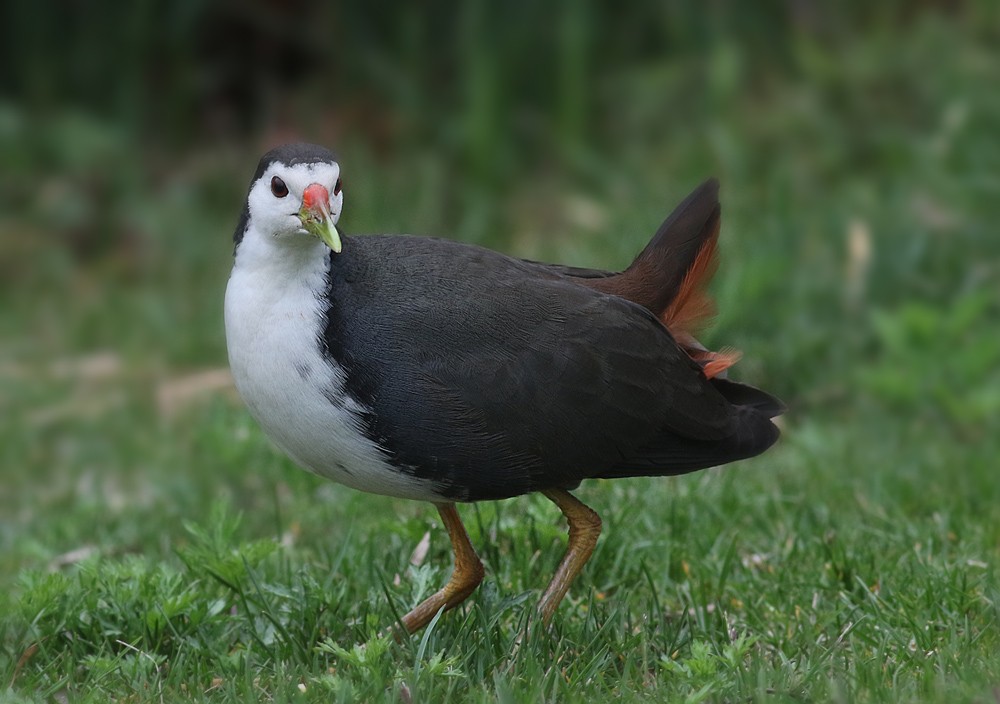 鸟类摄影白胸秧鸡