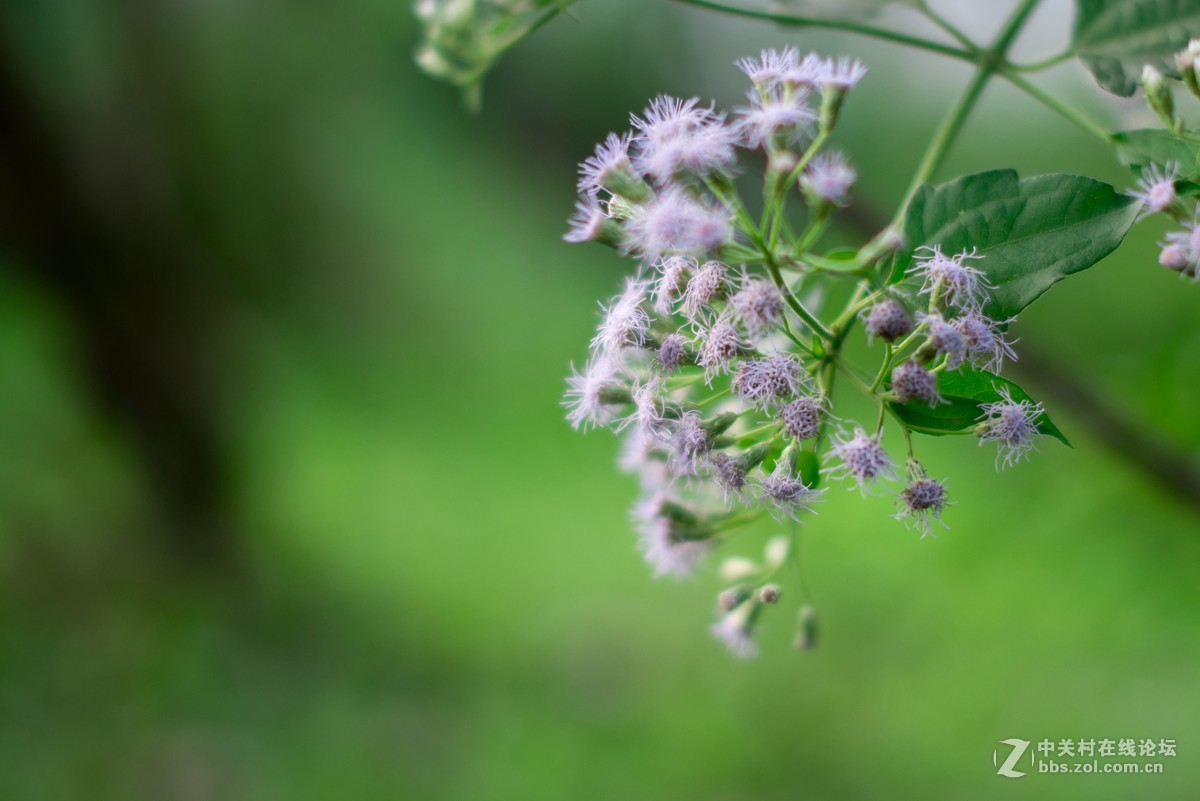 收了个老适马1代50 1.4非ART,大眼睛，全开很肉，其他还好，二手性价比高。
