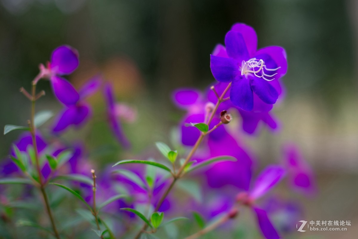 收了个老适马1代50 1.4非ART,大眼睛，全开很肉，其他还好，二手性价比高。