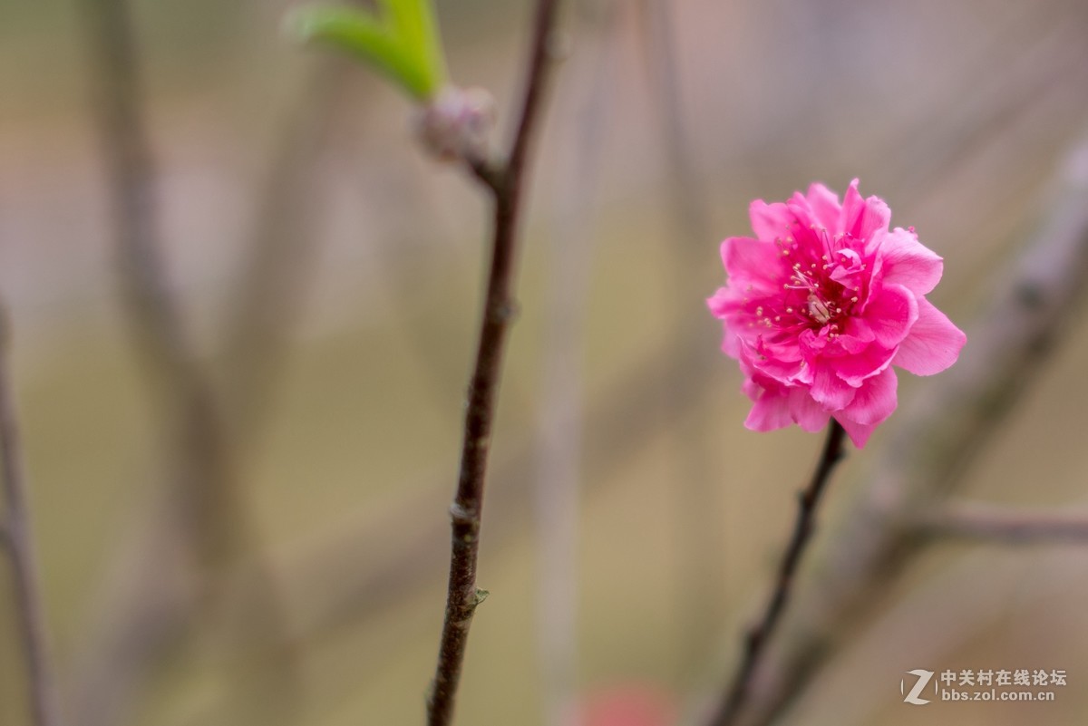 收了个老适马1代50 1.4非ART,大眼睛，全开很肉，其他还好，二手性价比高。