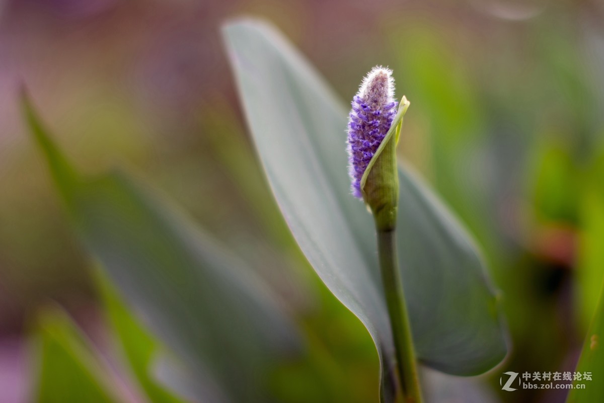 收了个老适马1代50 1.4非ART,大眼睛，全开很肉，其他还好，二手性价比高。