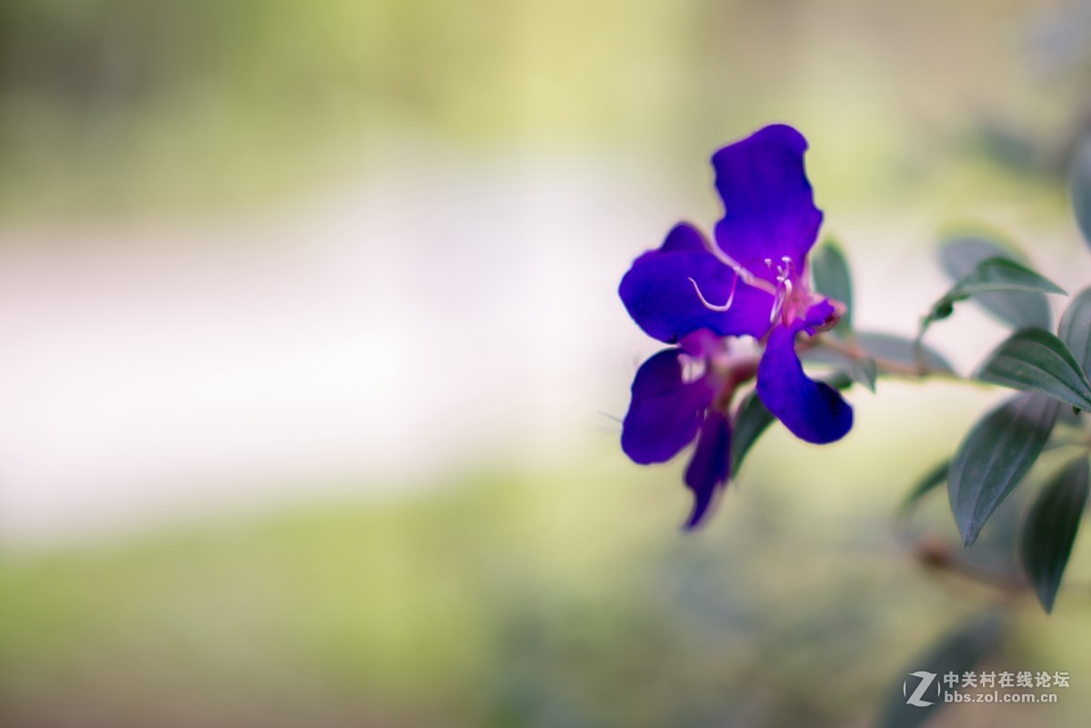 收了个老适马1代50 1.4非ART,大眼睛，全开很肉，其他还好，二手性价比高。