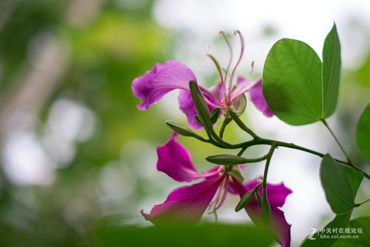 收了个老适马1代50 1.4非ART,大眼睛，全开很肉，其他还好，二手性价比高。