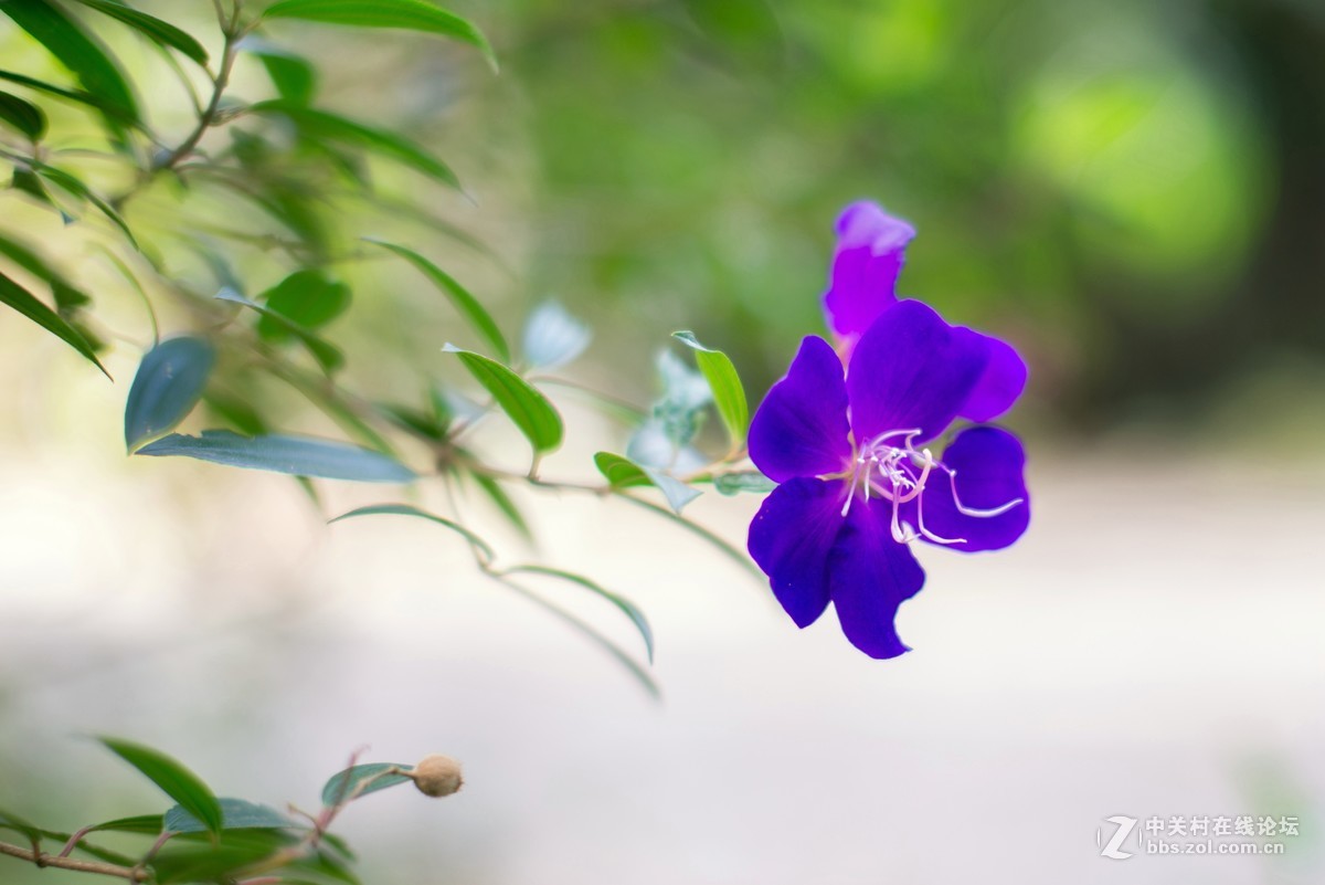 收了个老适马1代50 1.4非ART,大眼睛，全开很肉，其他还好，二手性价比高。