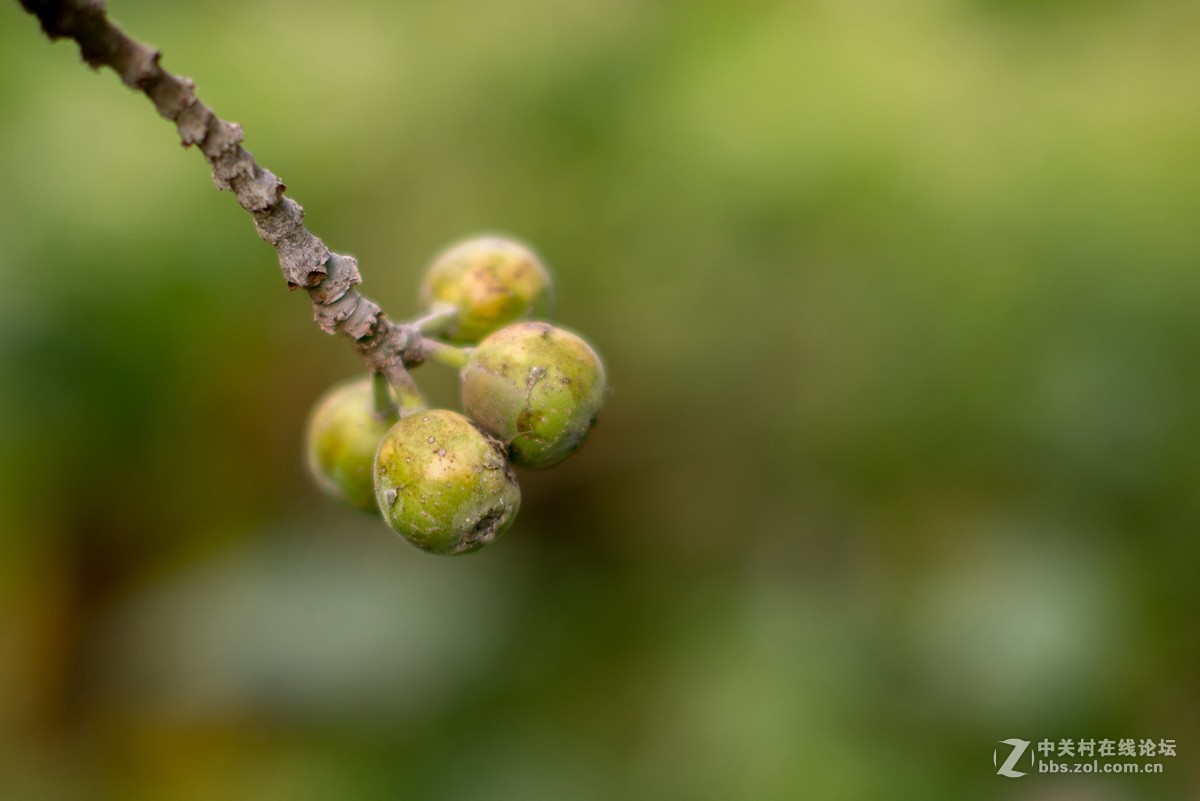 收了个老适马1代50 1.4非ART,大眼睛，全开很肉，其他还好，二手性价比高。