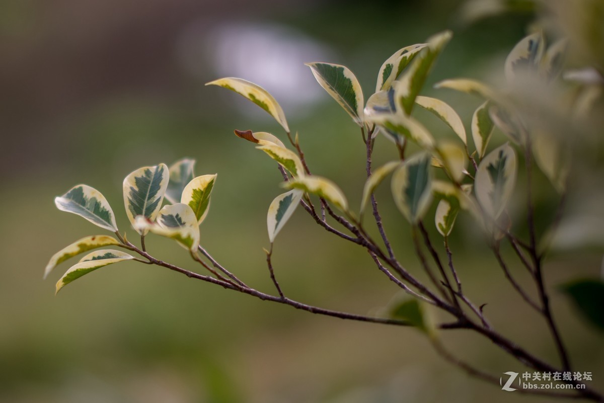 收了个老适马1代50 1.4非ART,大眼睛，全开很肉，其他还好，二手性价比高。