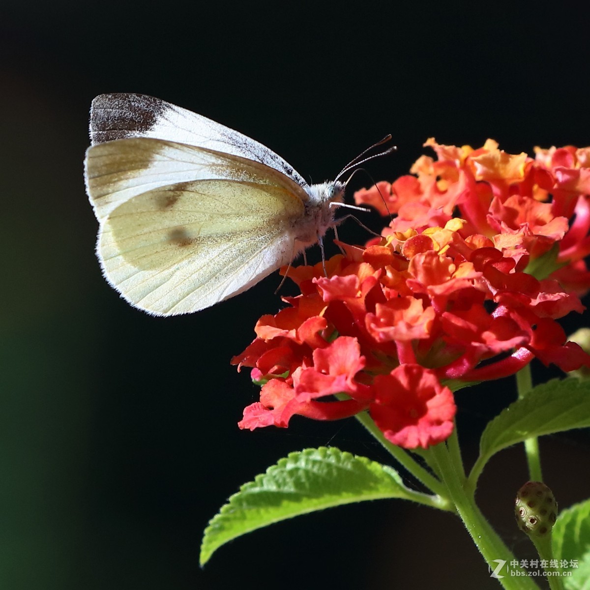 5DsR拍的蝴蝶（4）