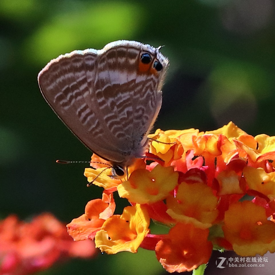 5DsR拍的蝴蝶（4）