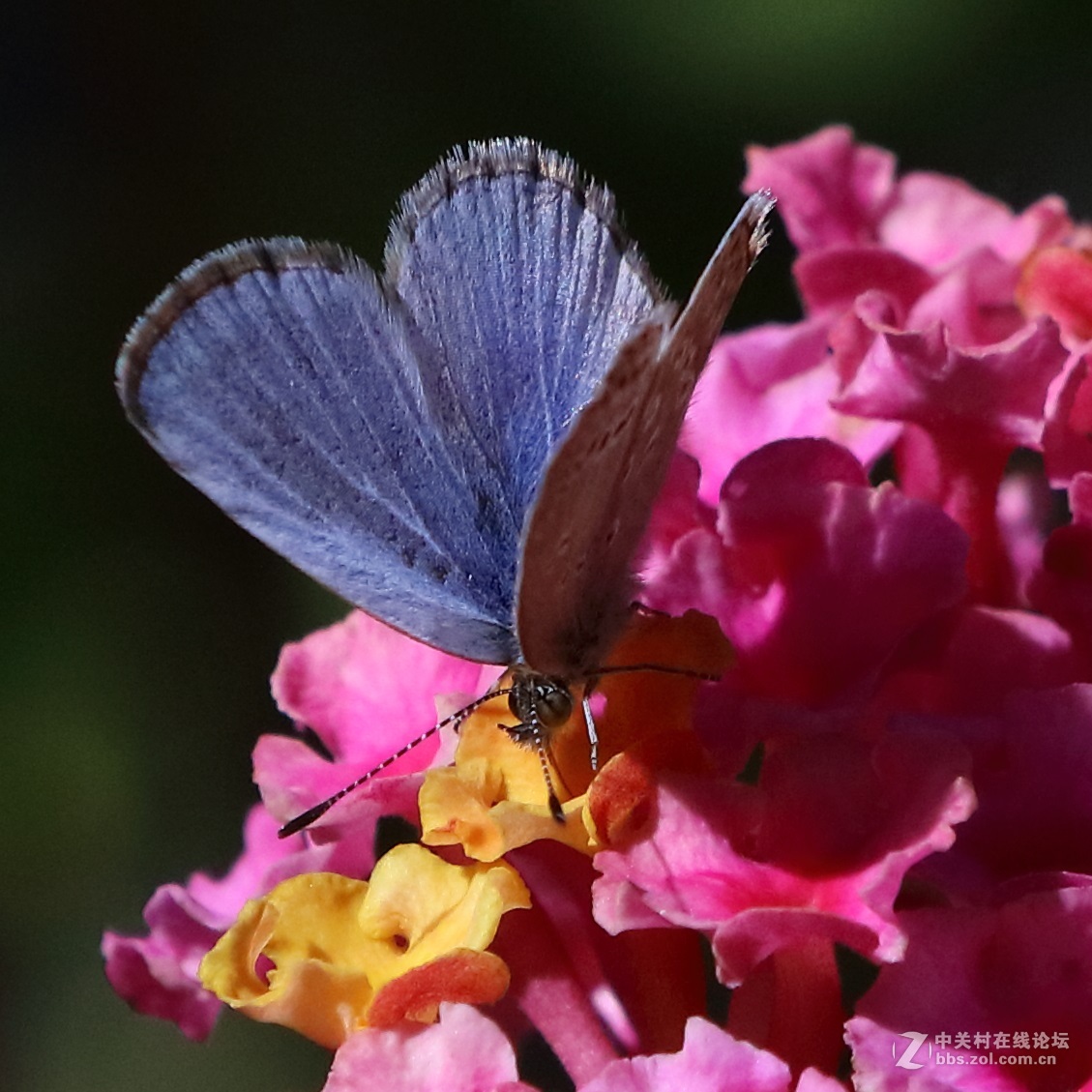 5DsR拍的蝴蝶（4）