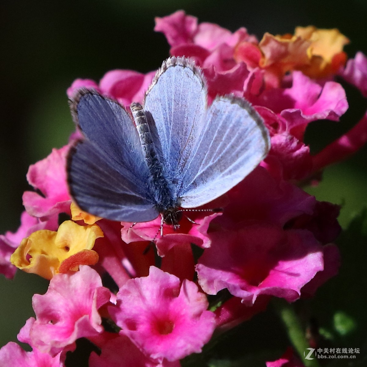 5DsR拍的蝴蝶（4）