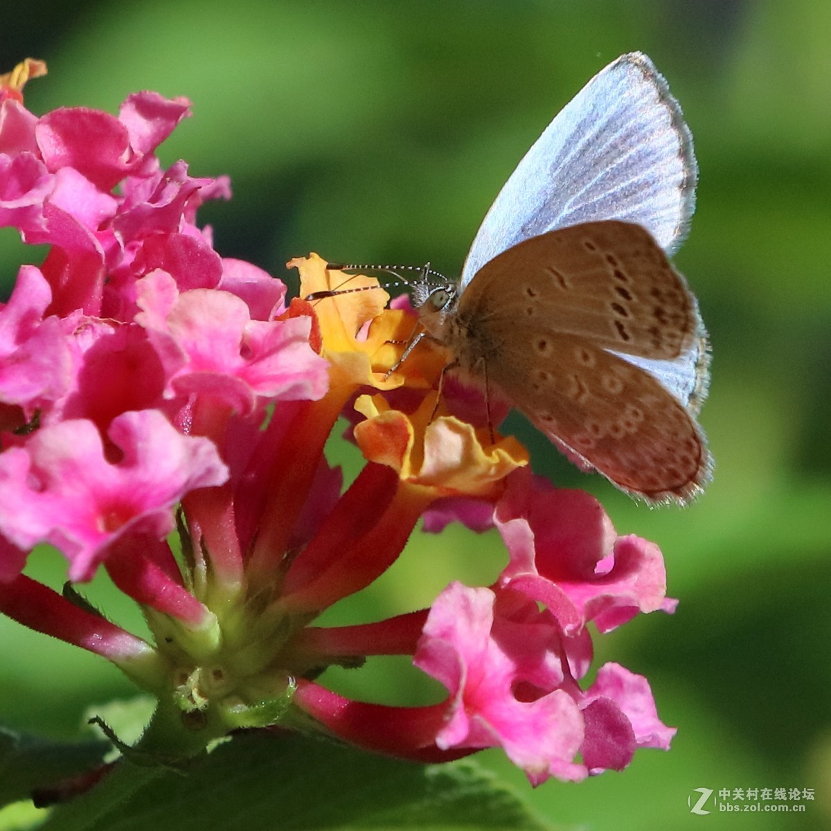 5DsR拍的蝴蝶（4）