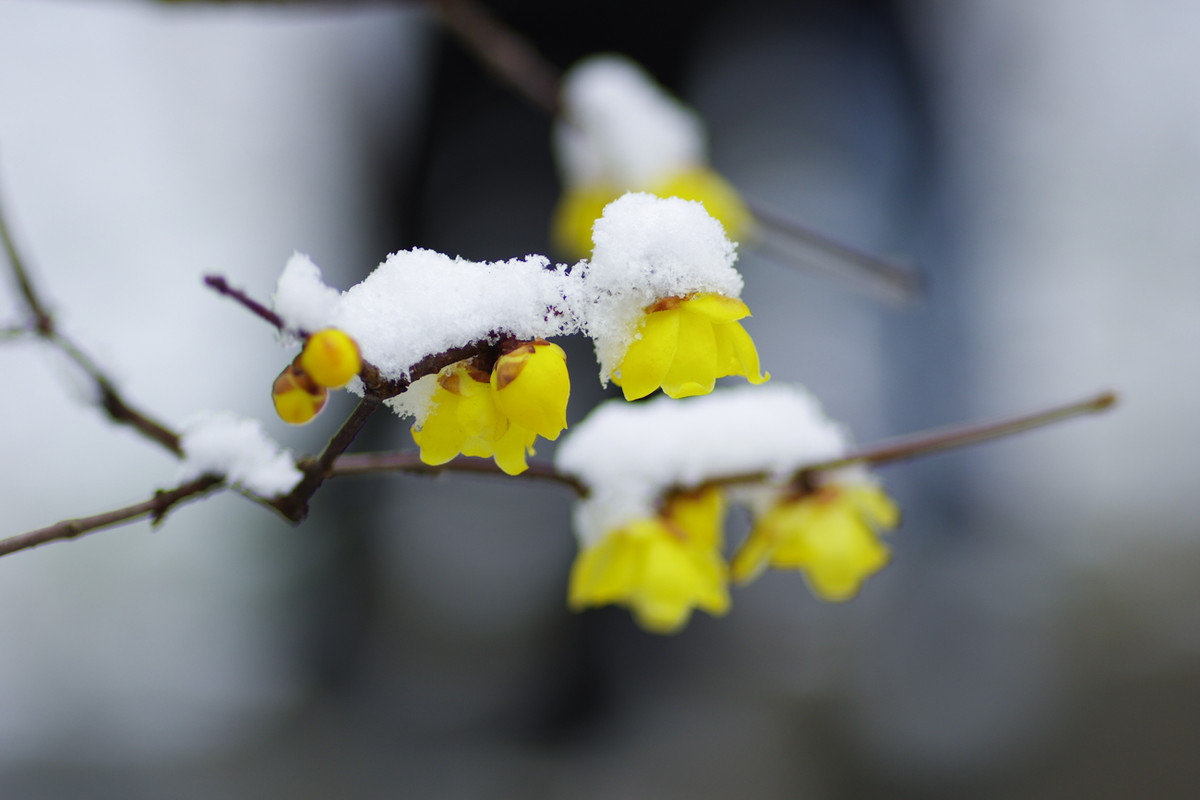 风雪肆虐中，寒梅飘香来。
