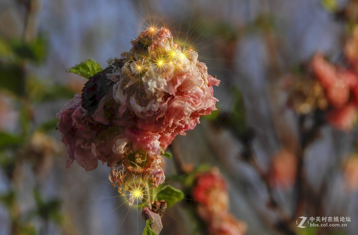得用的星芒滤镜