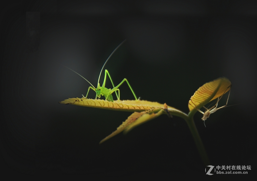 #ZOL月赛-四月物语#+蜕变