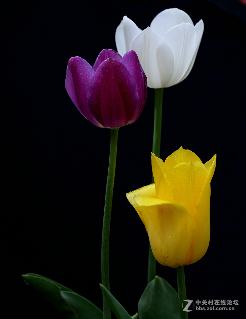 #ZOL月赛-四月物语#雨露郁金香