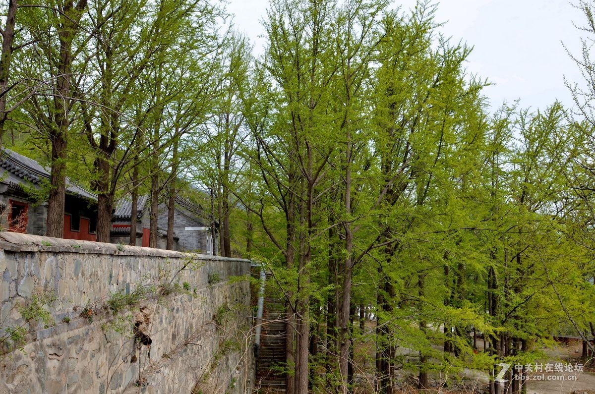 阳台山上有个“金山寺”