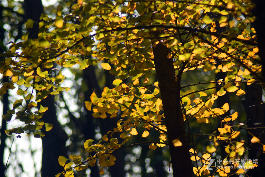 2016.11.4.luoyangyinxiang.