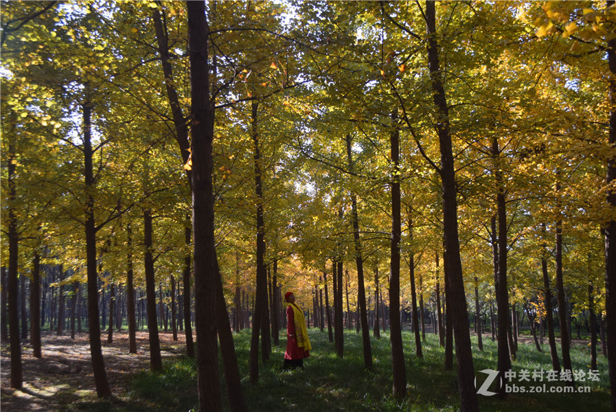 2016.11.4.luoyangyinxiang.