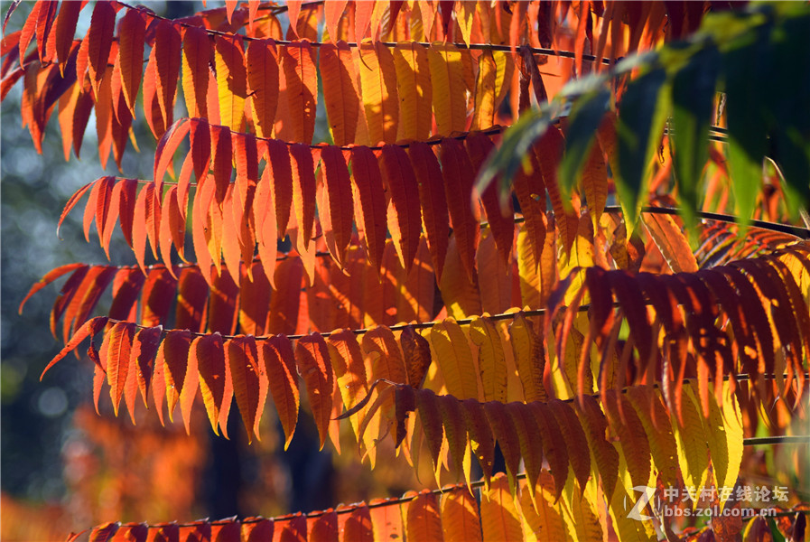 2016.11.4.luoyangyinxiang.