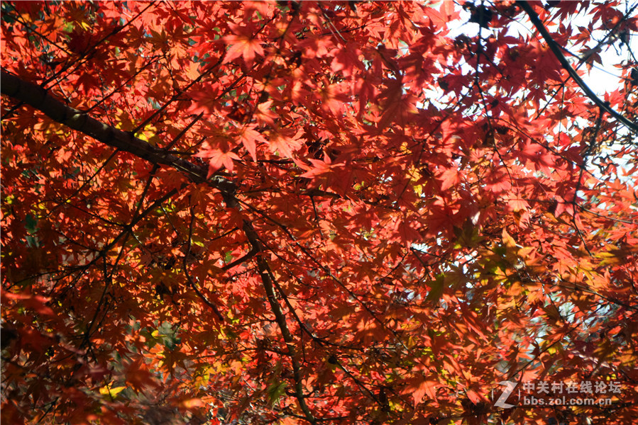 2016.11.4.luoyangyinxiang.