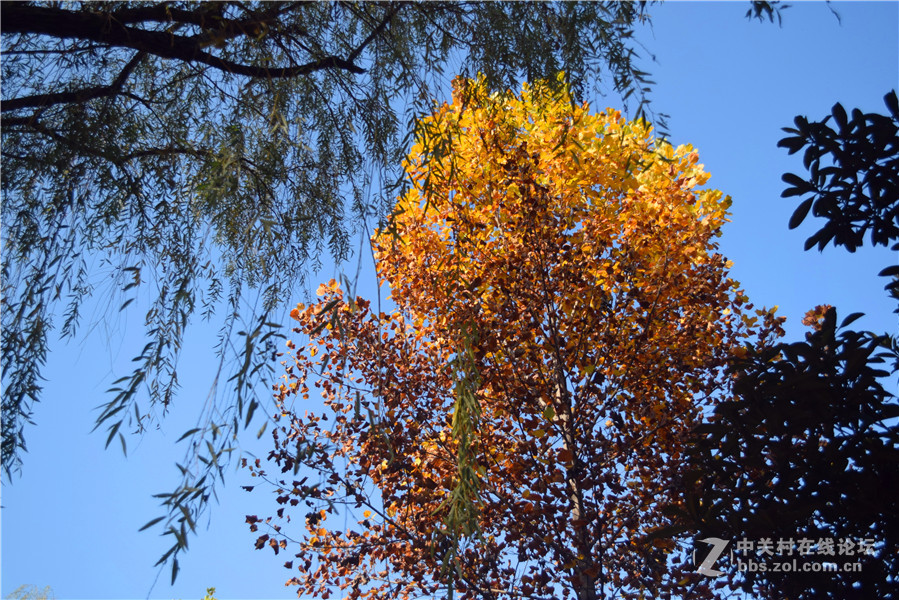 2016.11.4.luoyangyinxiang.