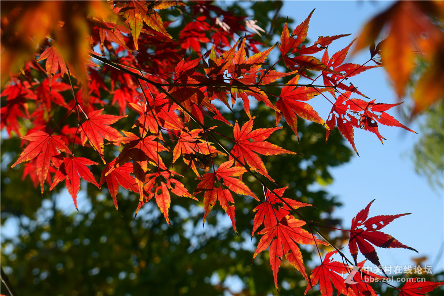 2016.11.4.luoyangyinxiang.