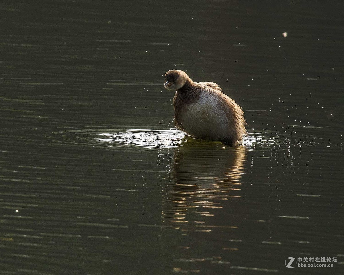 适马150-600S头试镜