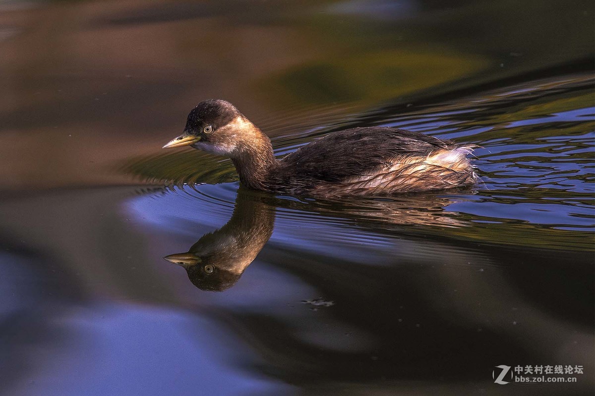 适马150-600S头试镜