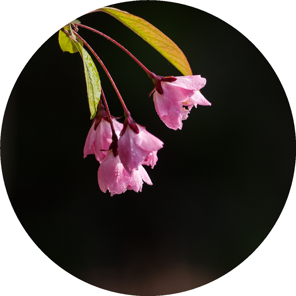 #ZOL月赛-春暖花开#——海棠依旧