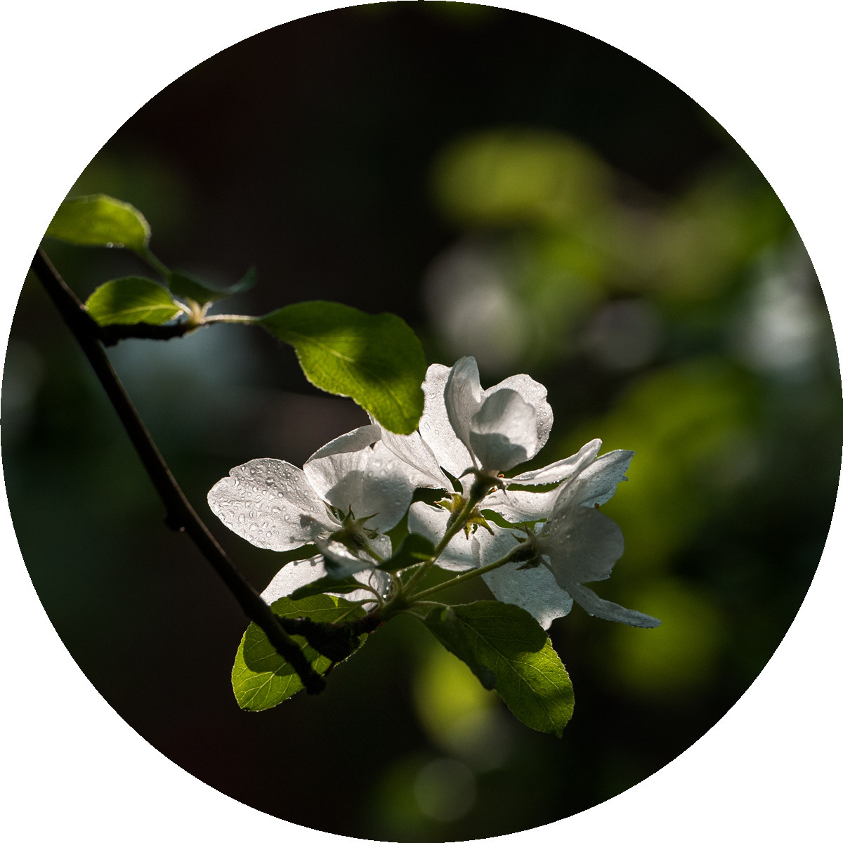 #ZOL月赛-春暖花开#——海棠依旧