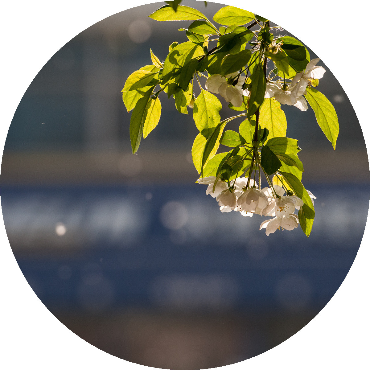 #ZOL月赛-春暖花开#——海棠依旧