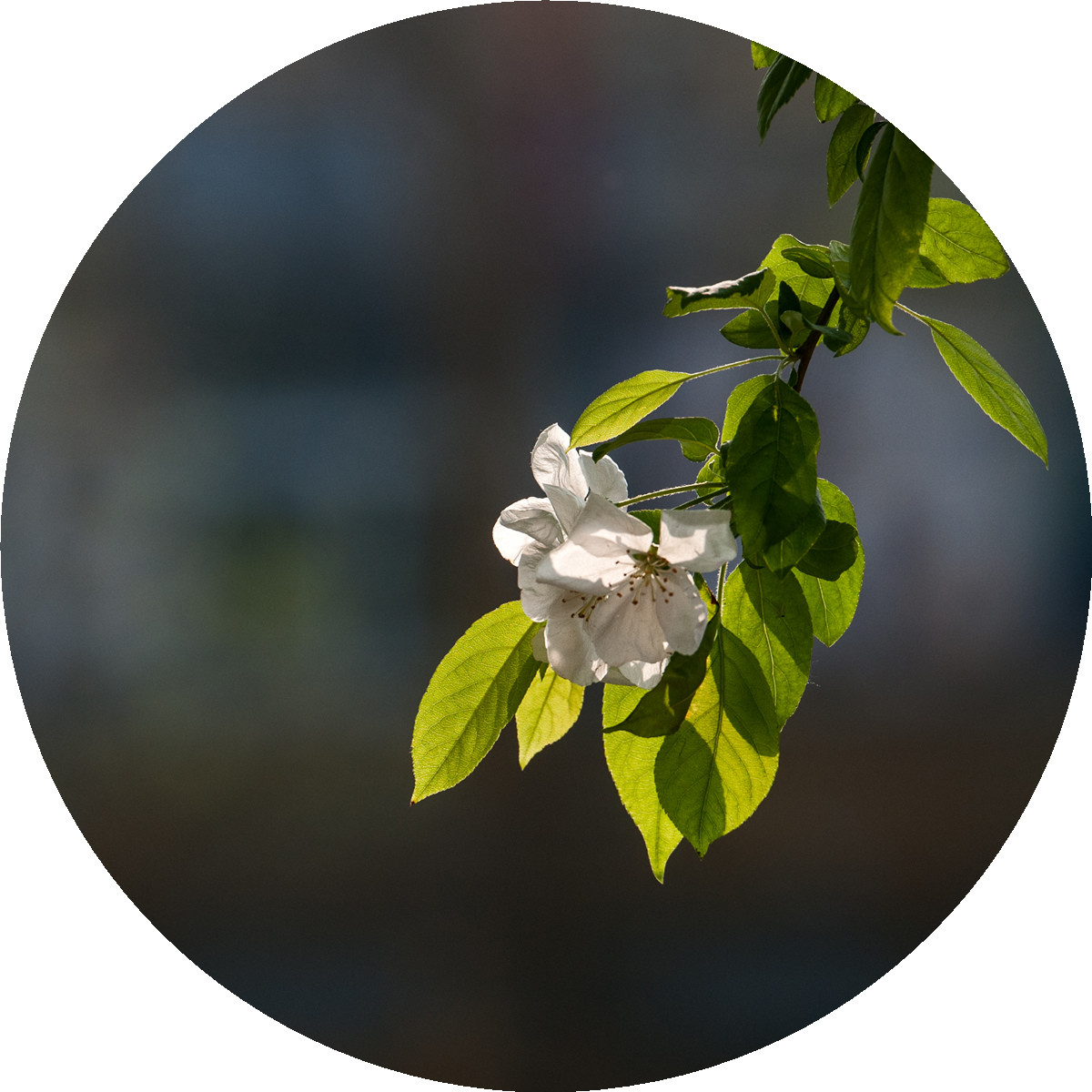 #ZOL月赛-春暖花开#——海棠依旧