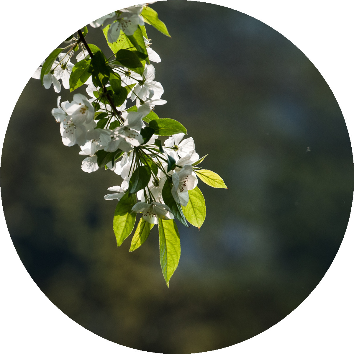 #ZOL月赛-春暖花开#——海棠依旧